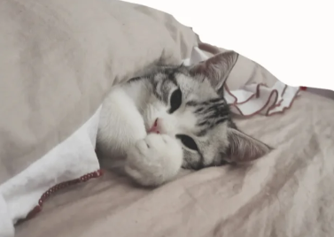How to take care of a kitten in winter