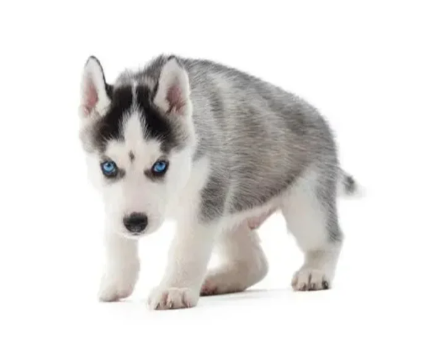 There are several signs that dogs attack people. Be careful when you encounter them!